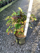 Hydrangea quercifolia 'Alice'