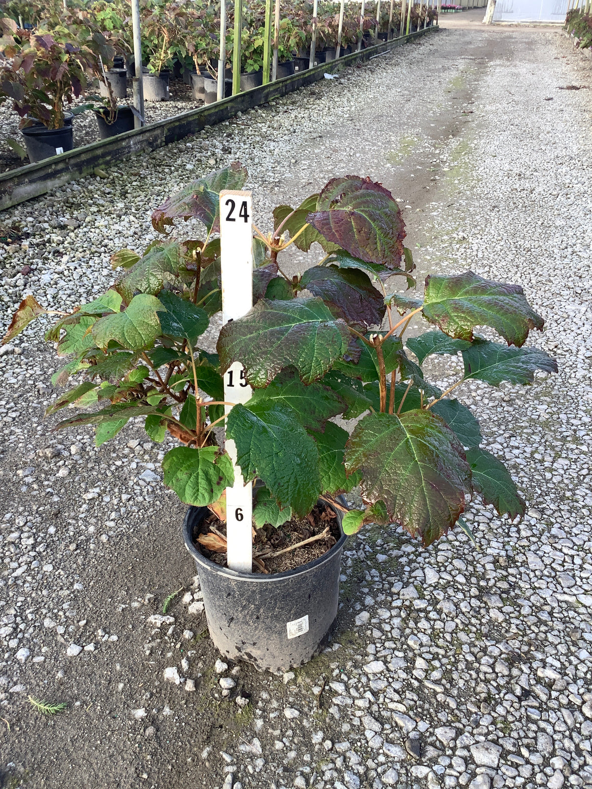 Hydrangea quercifolia 'Alice'