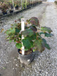 Hydrangea quercifolia 'Alice'