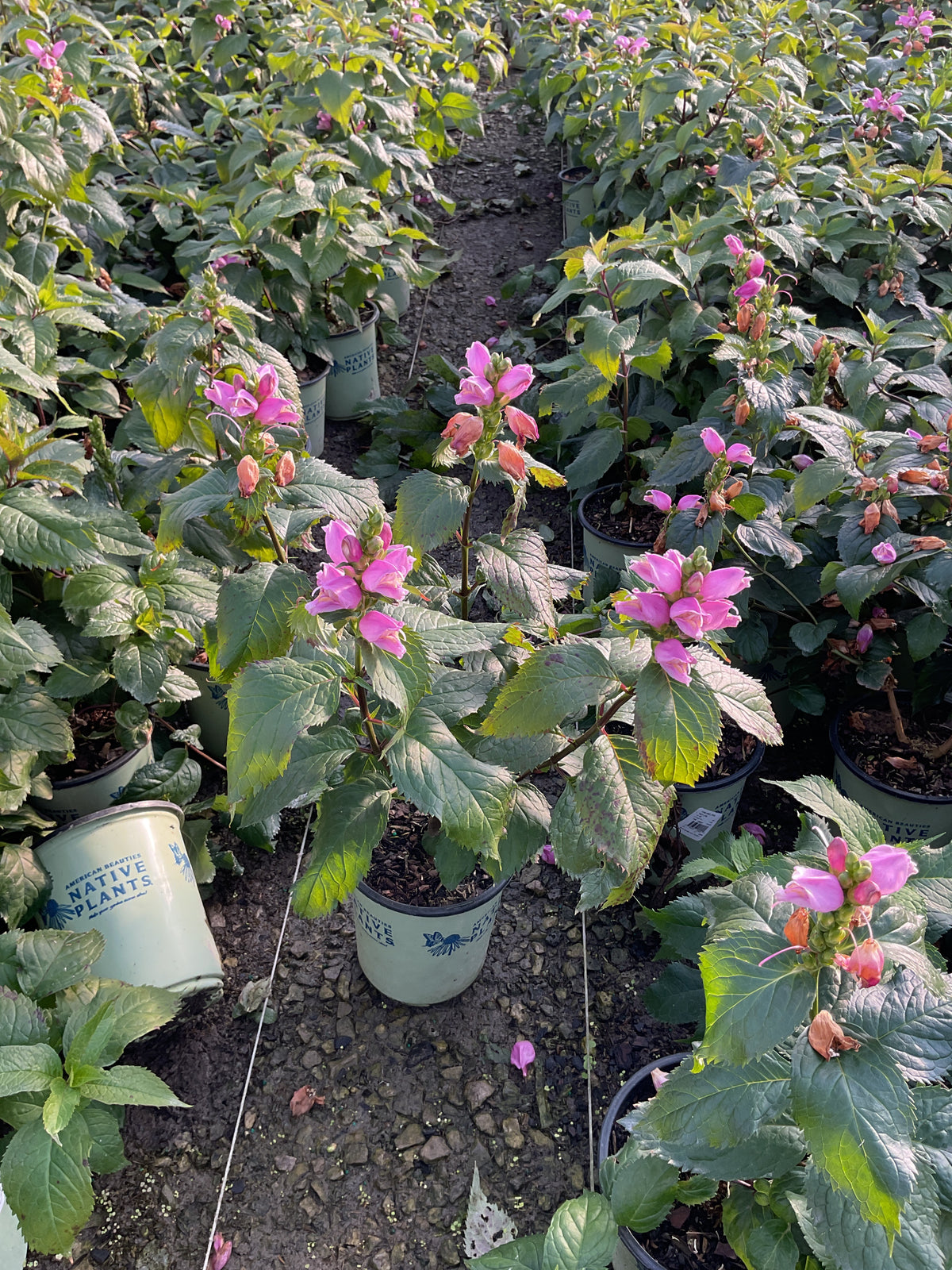 Chelone lyonii 'Hot Lips'