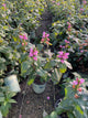 Chelone lyonii 'Hot Lips'
