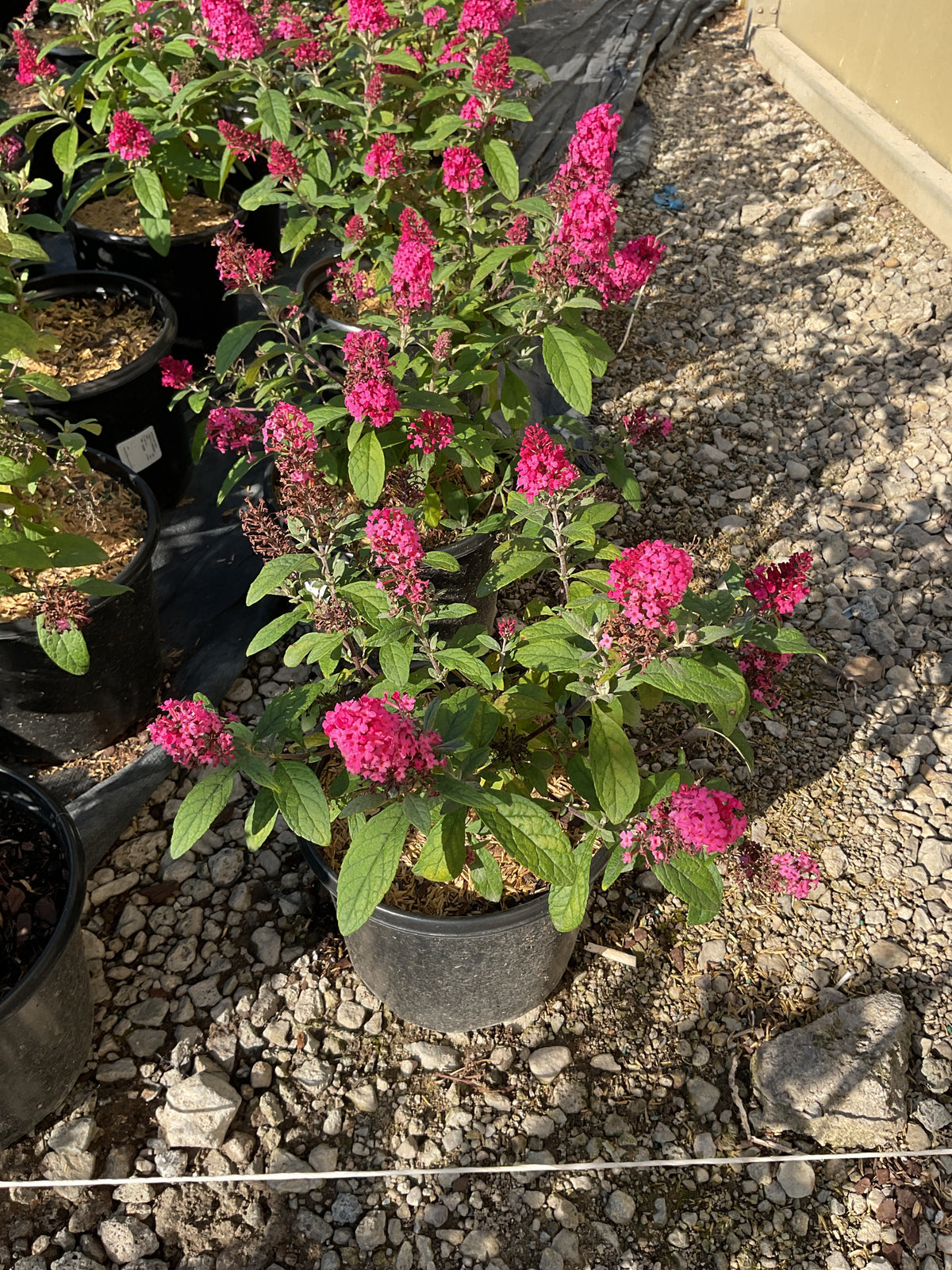 Buddleia davidii ‘Lil Raspberry’ (BotEx 006 PP34500)