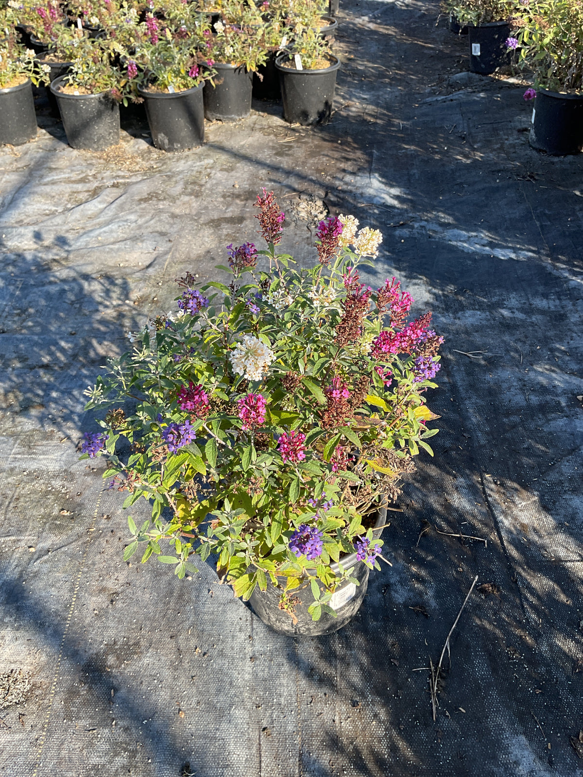 Buddleia davidii BUZZ series ‘Sky Blue’, ‘Hot Raspberry’, “ivory’