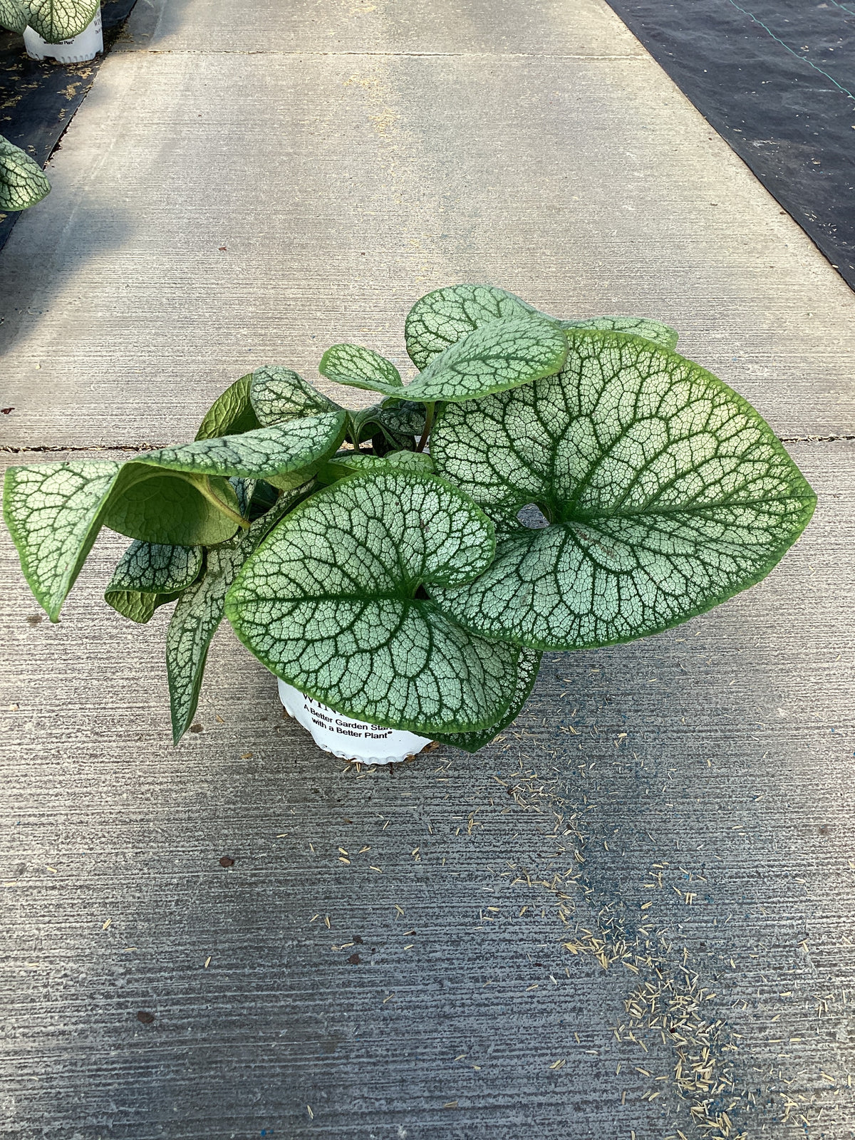 Brunnera macrophylla 'Jack of Diamonds'