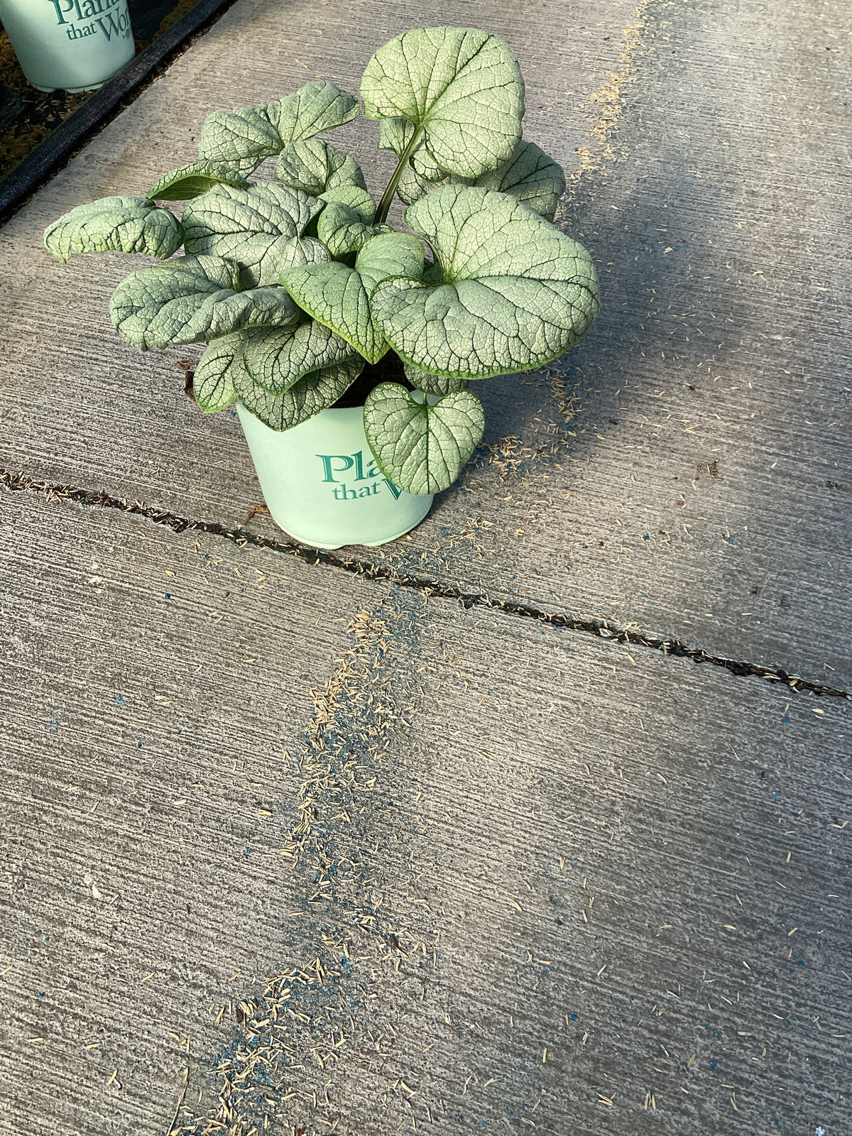 Brunnera macrophylla 'Silver Heart'