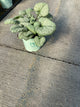 Brunnera macrophylla 'Silver Heart'