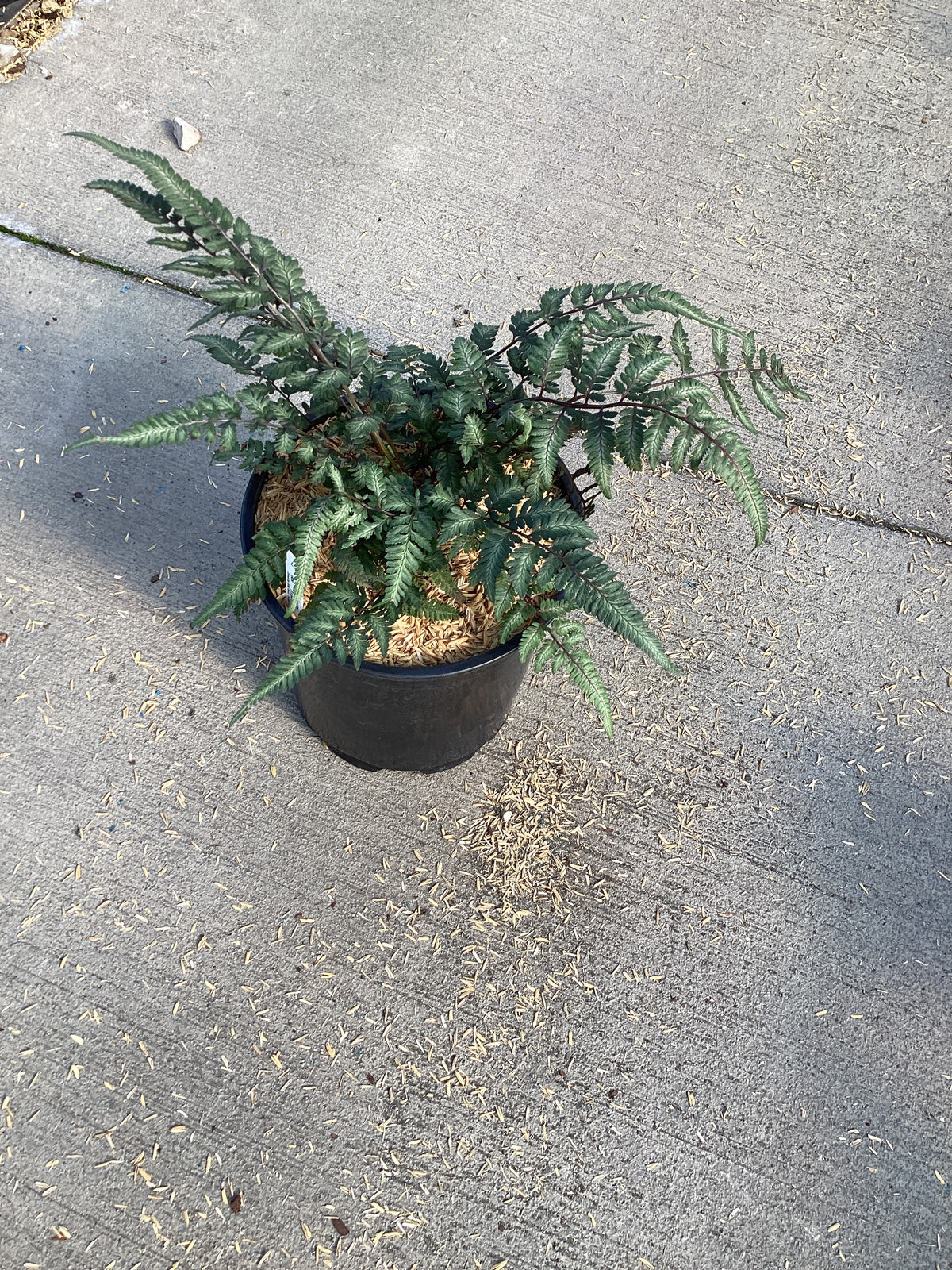 Athyrium 'Godzilla Painted'