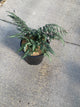 Athyrium 'Godzilla Painted'