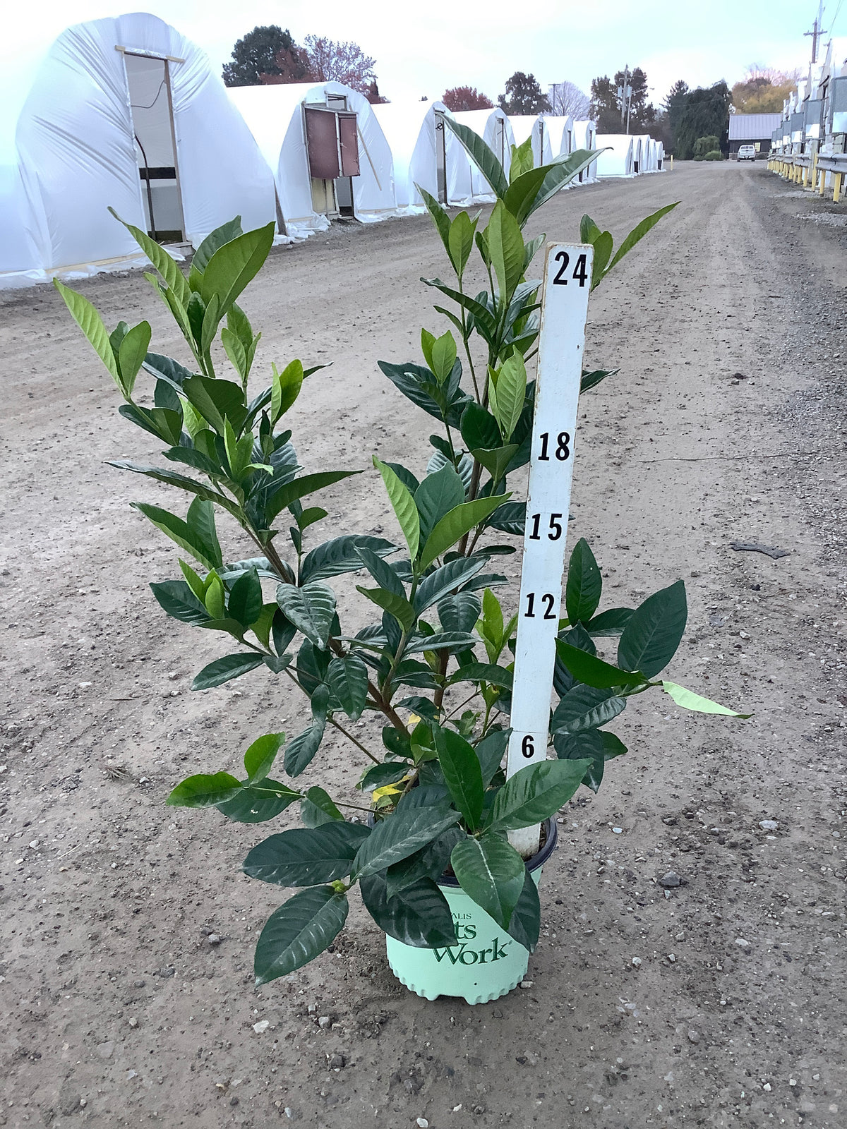 Gardenia jasminoides 'Summer Snow'