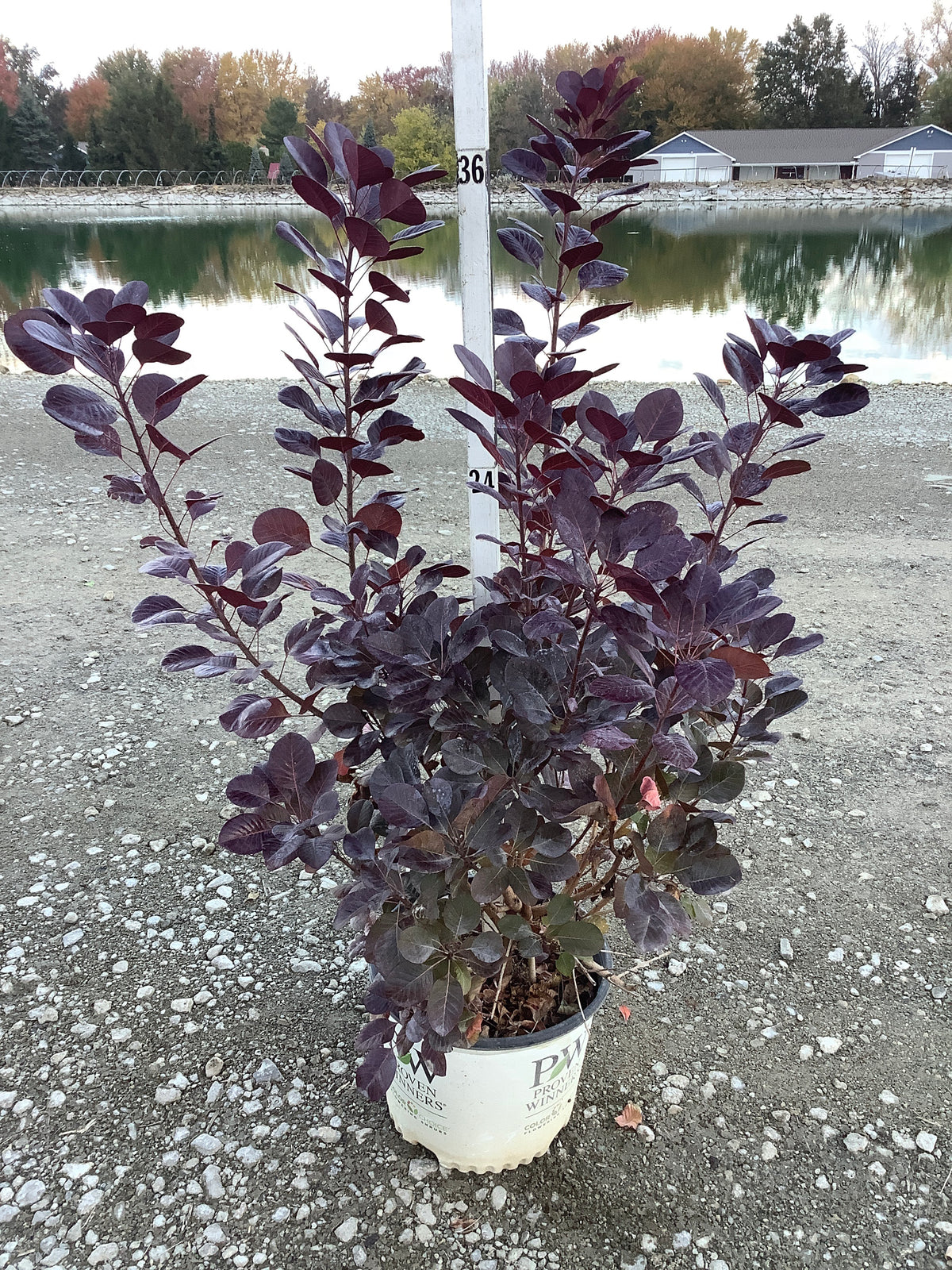 Cotinus coggygria 'Winecraft Black'