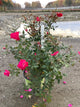 Rosa K.O 'Radrazz'