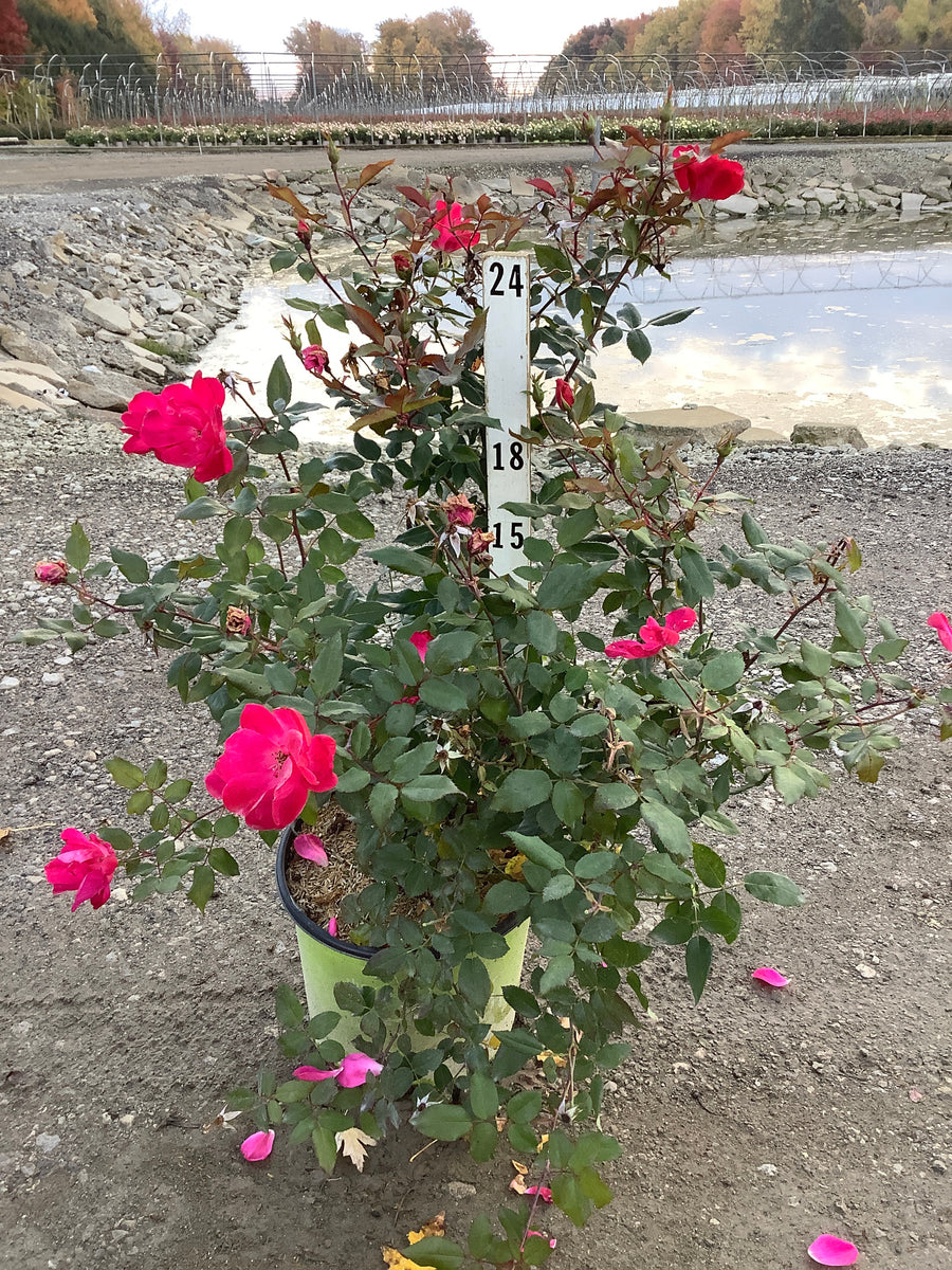 Rosa K.O 'Radrazz'