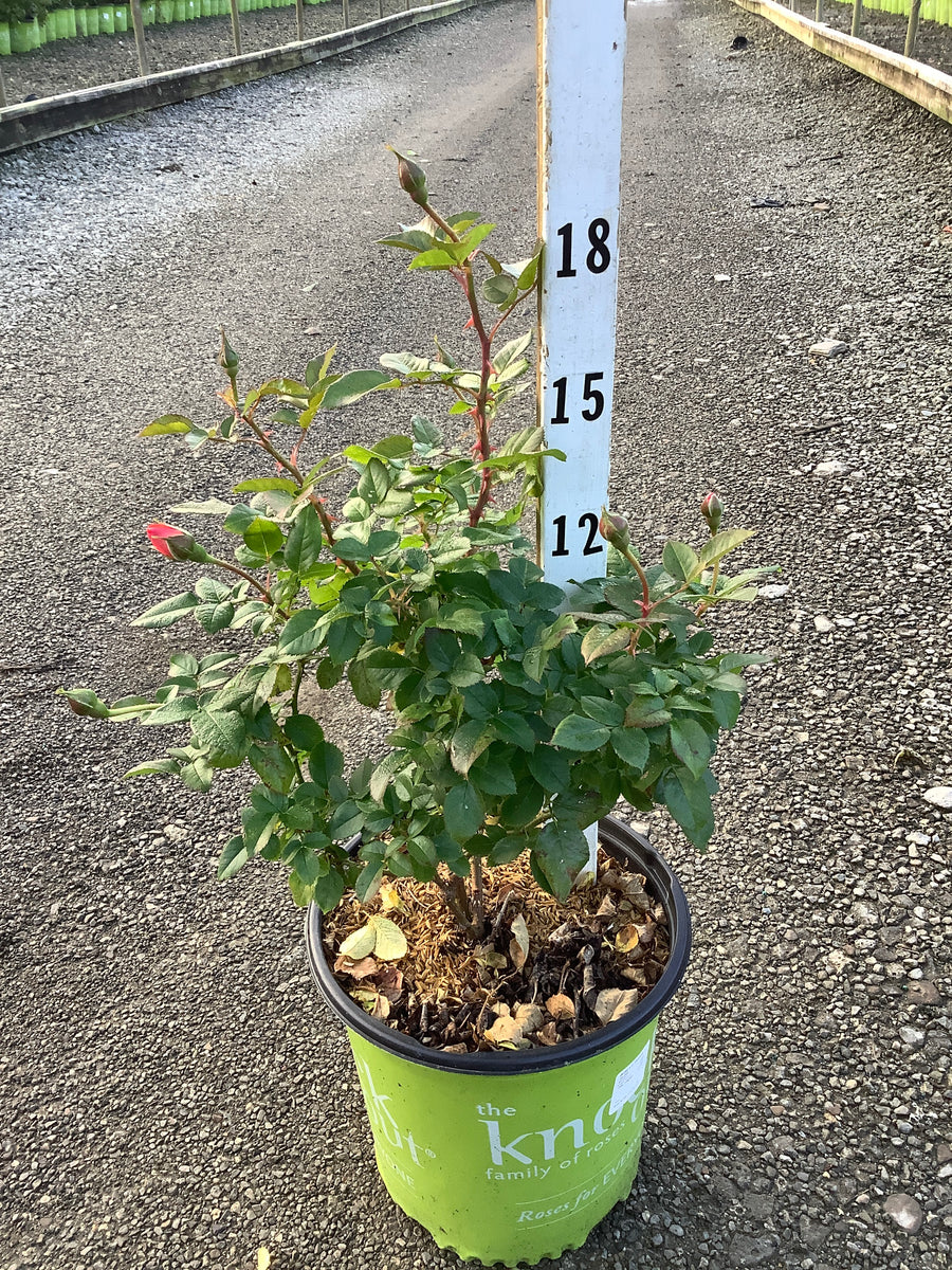 Rosa K.O 'Orange Glow'