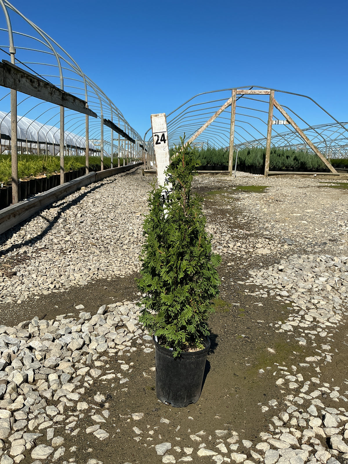 Thuja occidentalis 'Sting'