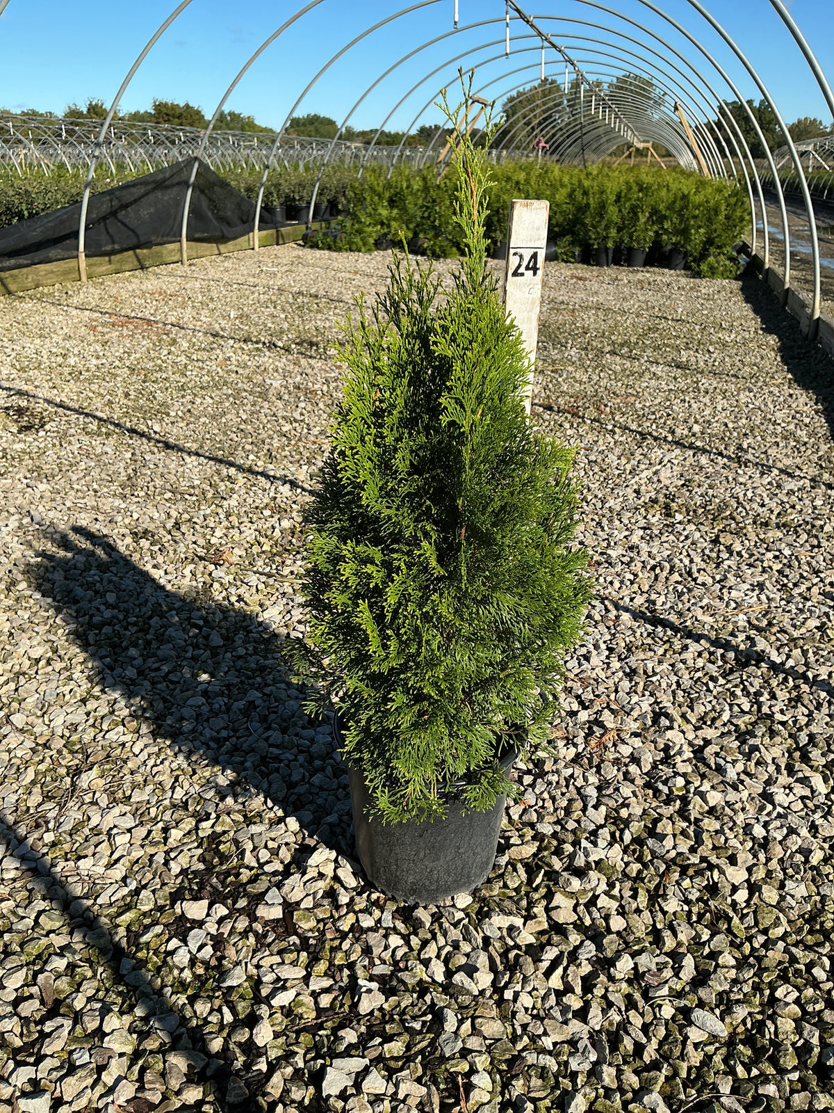 Thuja occidentalis 'Smaragd'