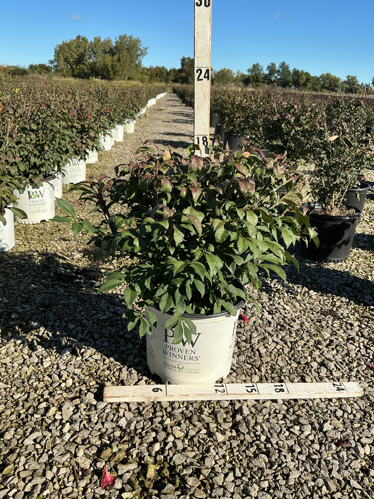 Euonymus alatus Fire Ball Seedless®