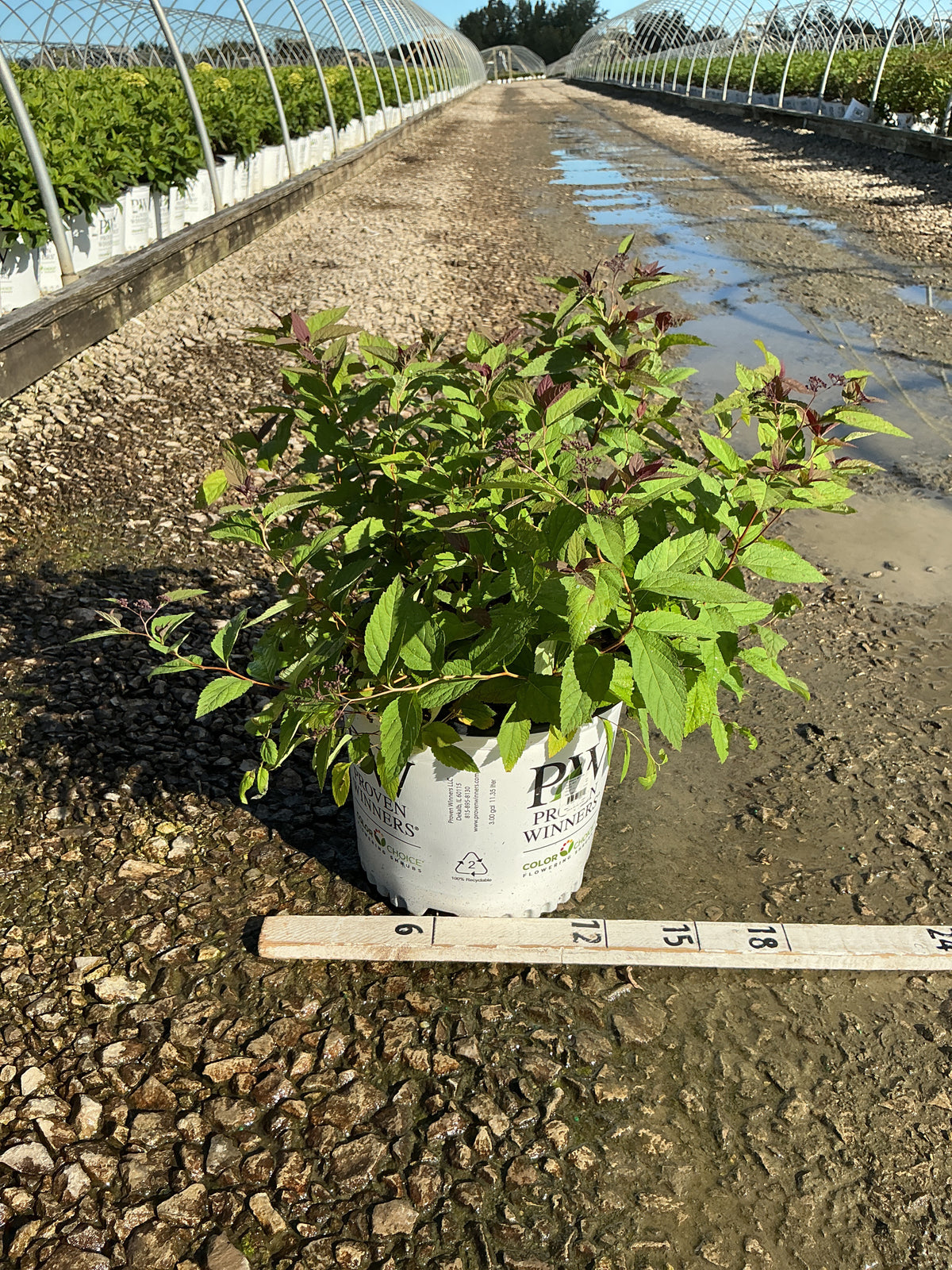 Spiraea JAP 'Dbl Play Red'