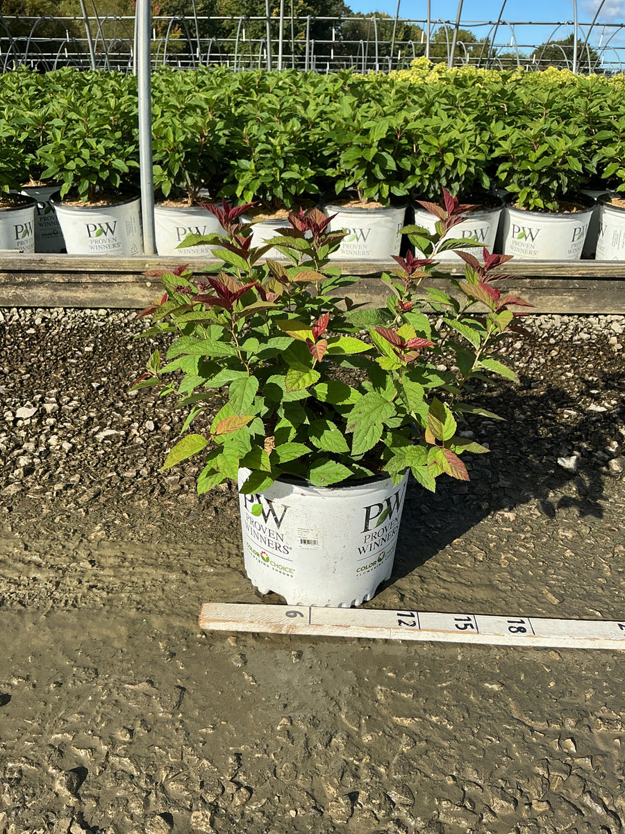 Spiraea JAP 'Dbl Play Doozie'