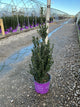 Ilex crenata 'Chubby Hubby'