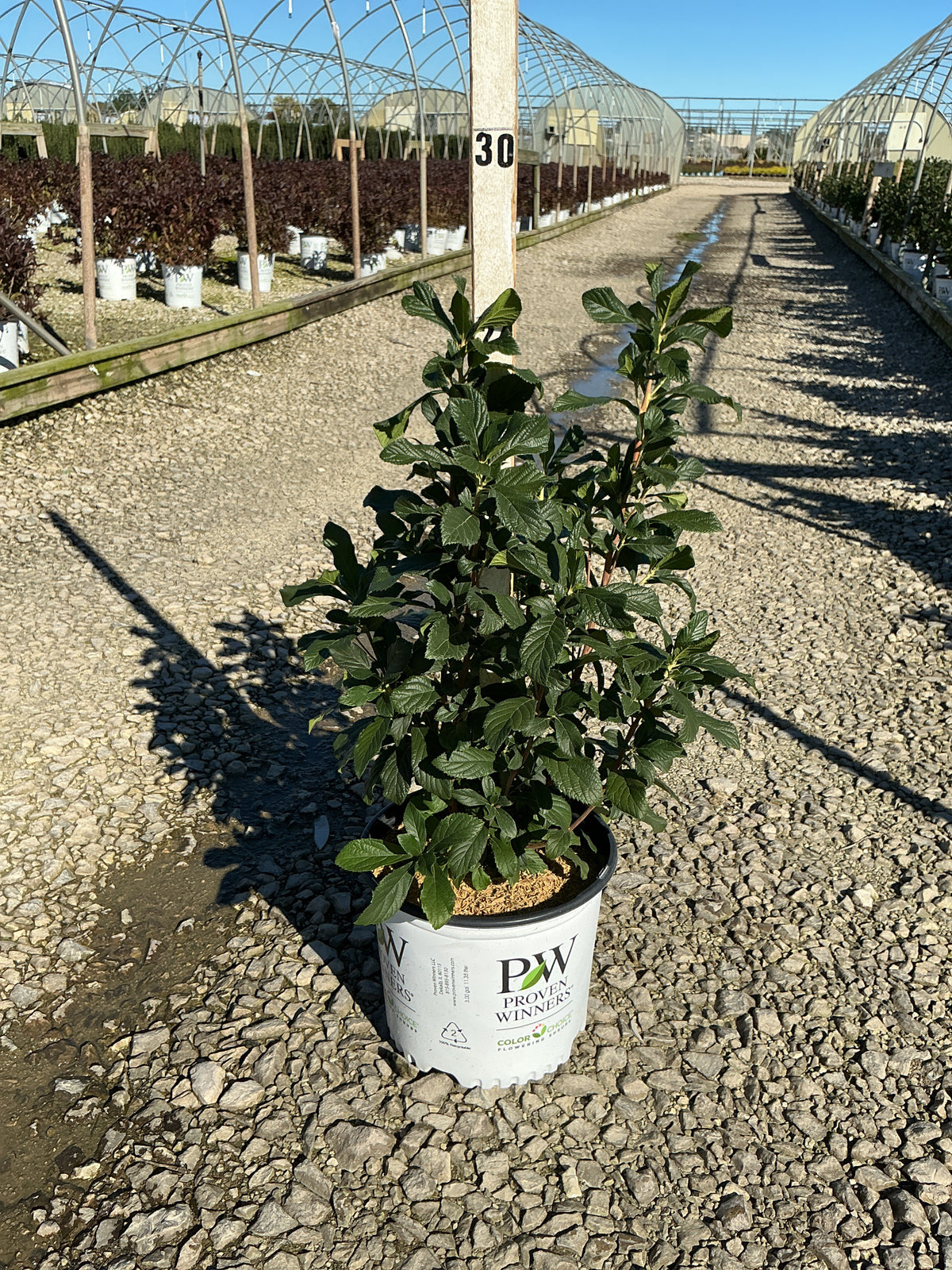 Clethra alnifolia 'Ripple Effect’ (SMNCAC)