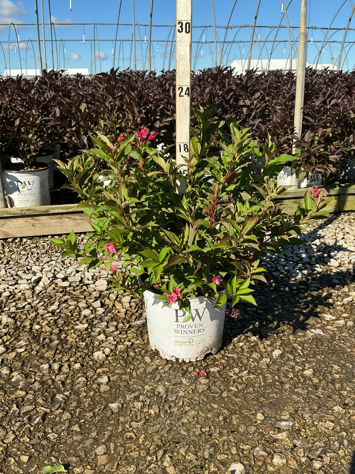 Weigela sonic 'Bloom Pink'