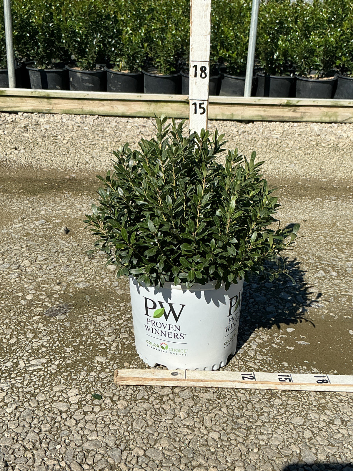 Ilex glabra 'Gem Box'