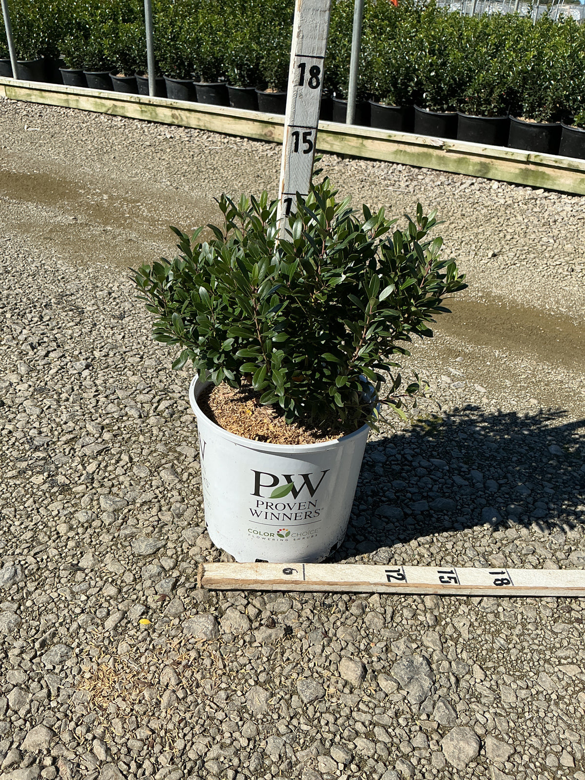 Ilex glabra 'Strong Box'