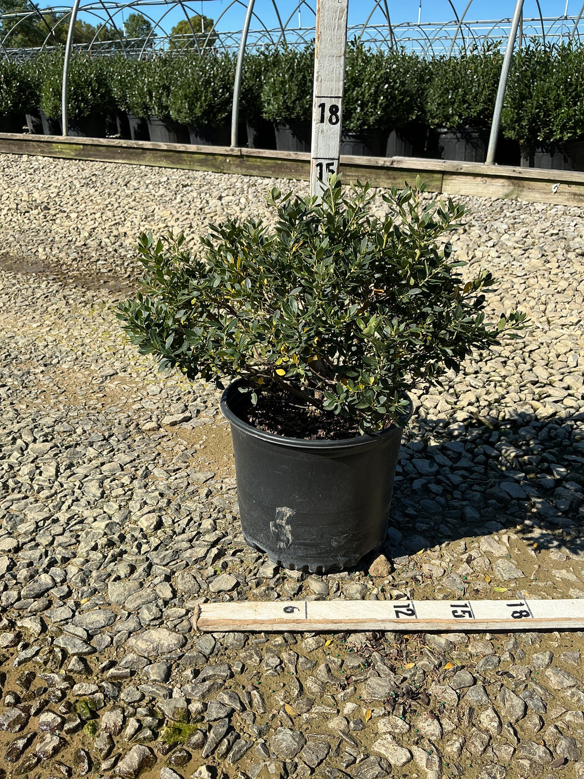 Ilex glabra 'Forever Emerald'