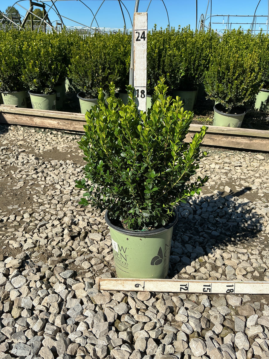 Buxus newgen 'Freedom'