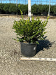 Buxus microphylla 'Winter Gem'
