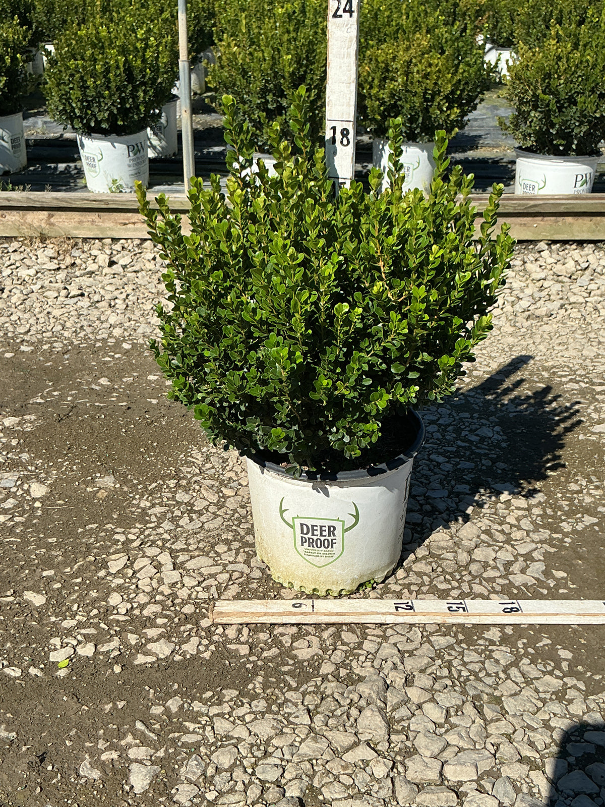 Buxus microphylla 'Sprinter'