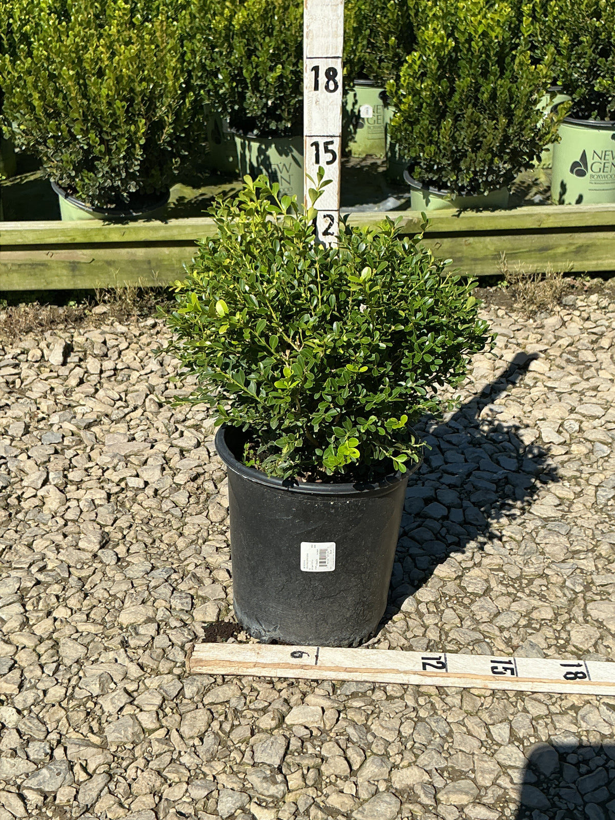 Buxus microphylla 'Franklin's Gem'