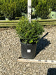Buxus microphylla 'Franklin's Gem'