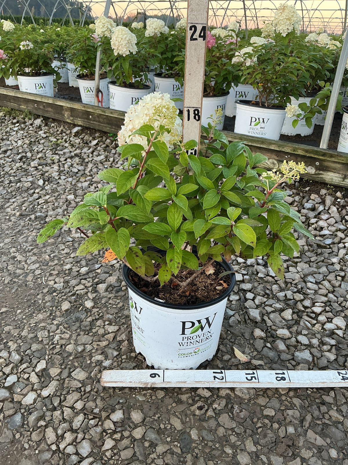 Hydrangea paniculata 'Bobo'