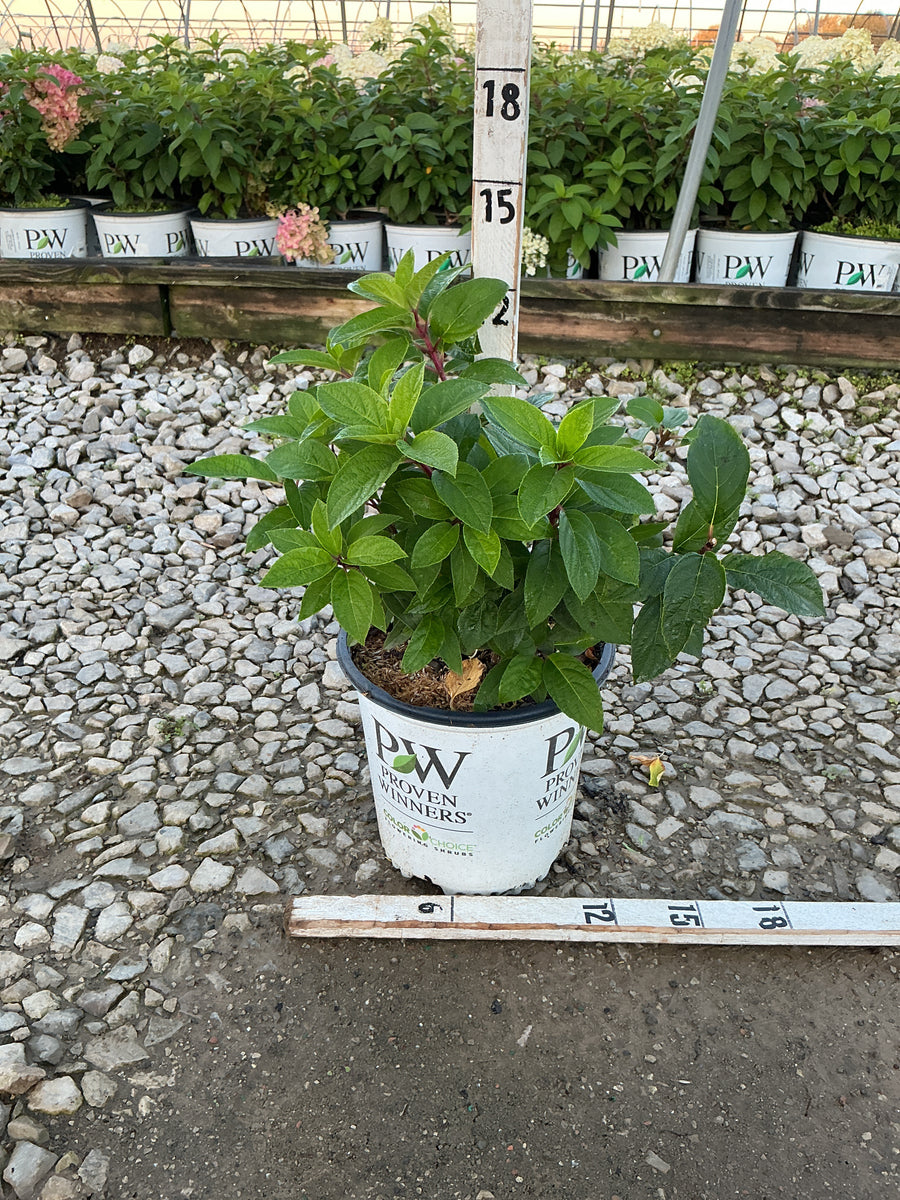 Hydrangea paniculata 'Bobo'