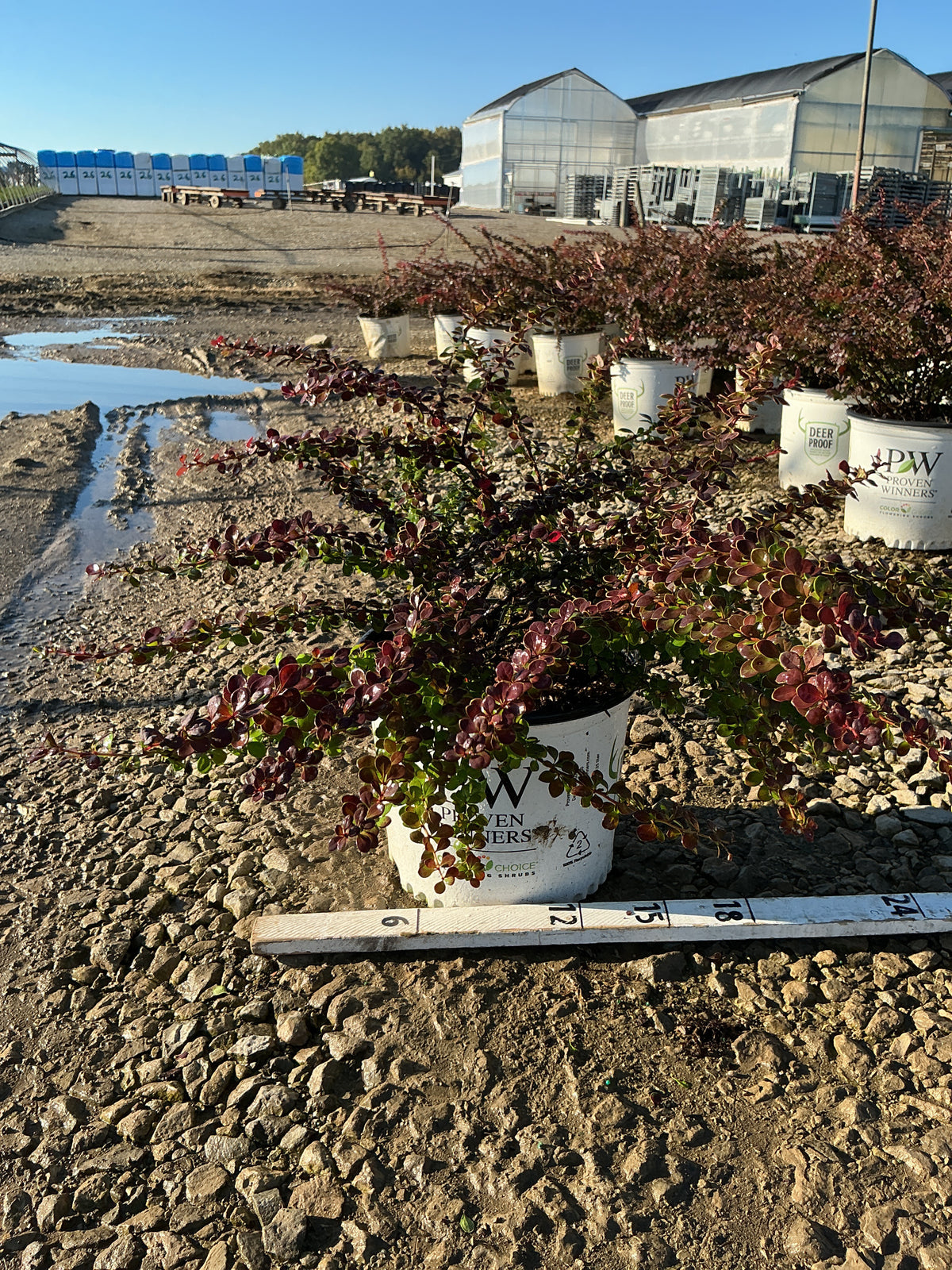 Berberis thunbergii 'Sunjoy Tangelo'
