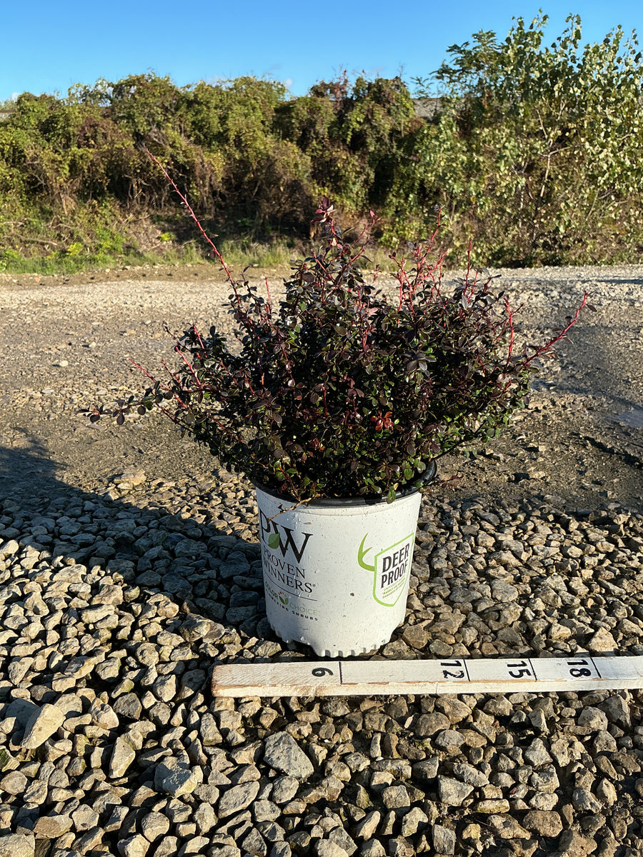 Berberis thunbergii 'Sunjoy Mini Maroon'