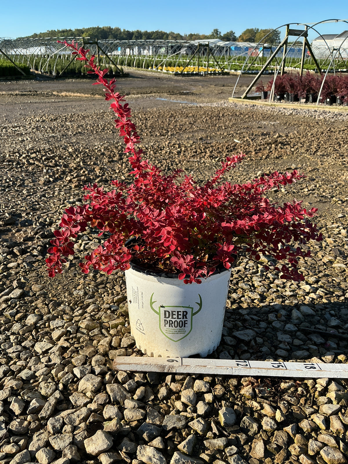 Berberis thunbergii 'Sunjoy Fast Neo’ (NCBT4)