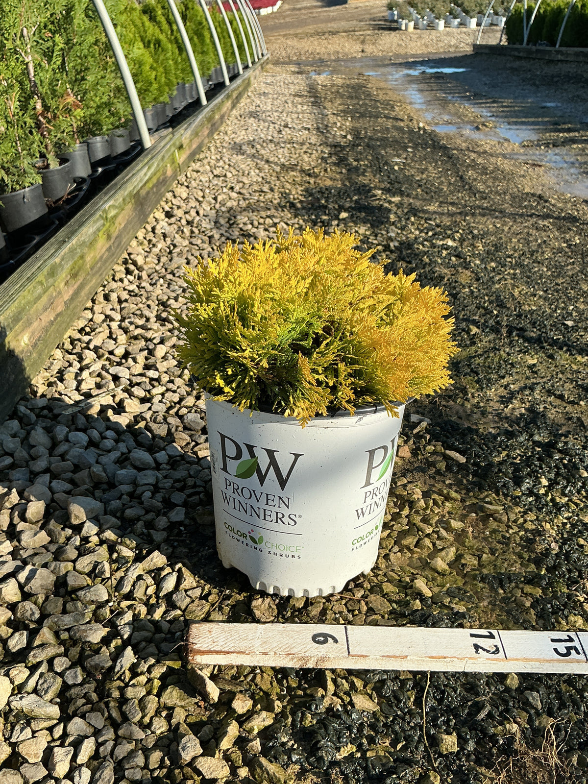 Thuja occidentalis 'Annas Magic Ball'