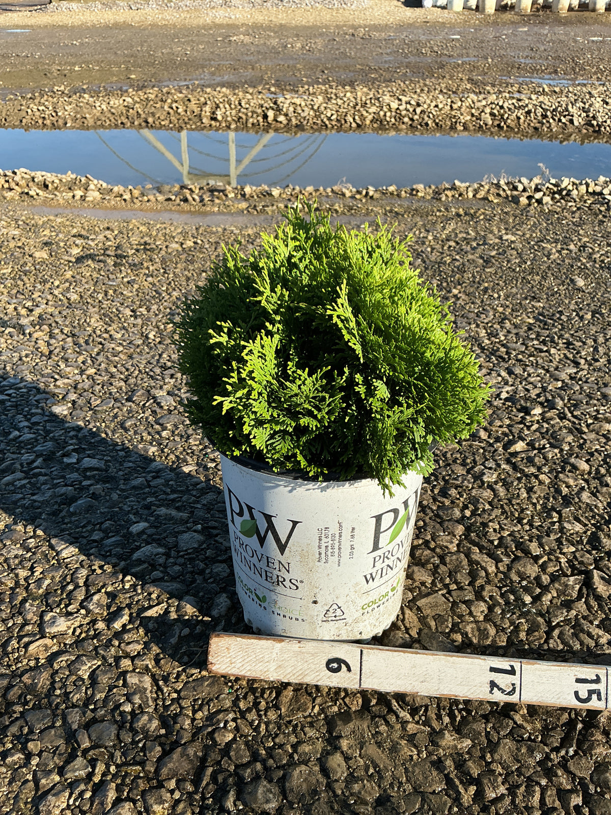 Thuja occidentalis 'Tater Tot'
