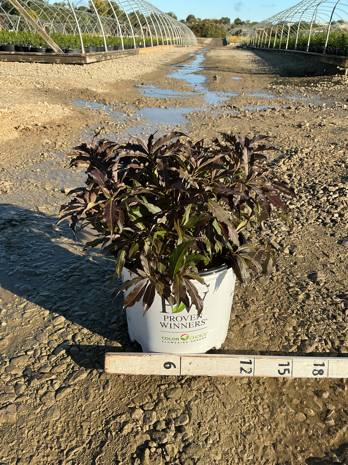 Weigela spilled 'Bokraspiwi'