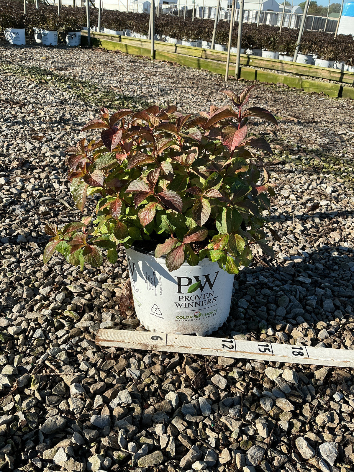 Weigela midnight 'Sun'