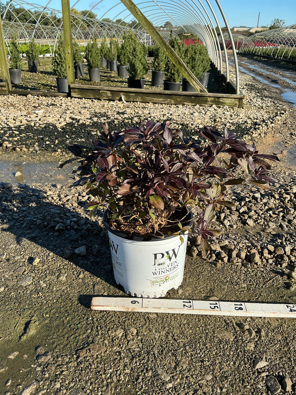 Weigela florida 'Elvera'