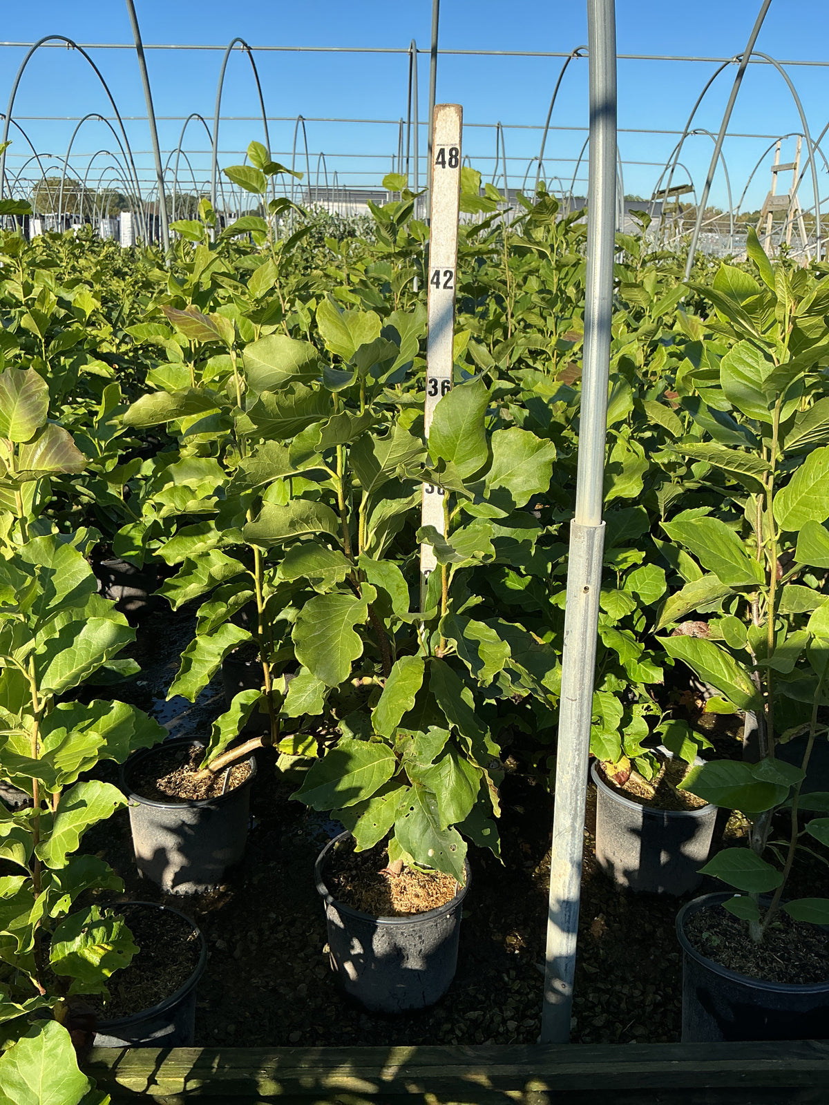 Magnolia x 'Soulangeana'