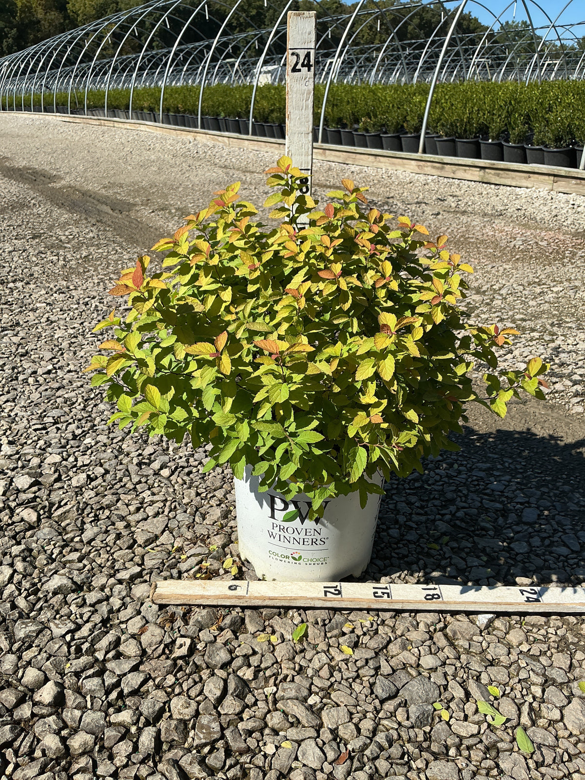 Spiraea japonica 'Tracy'