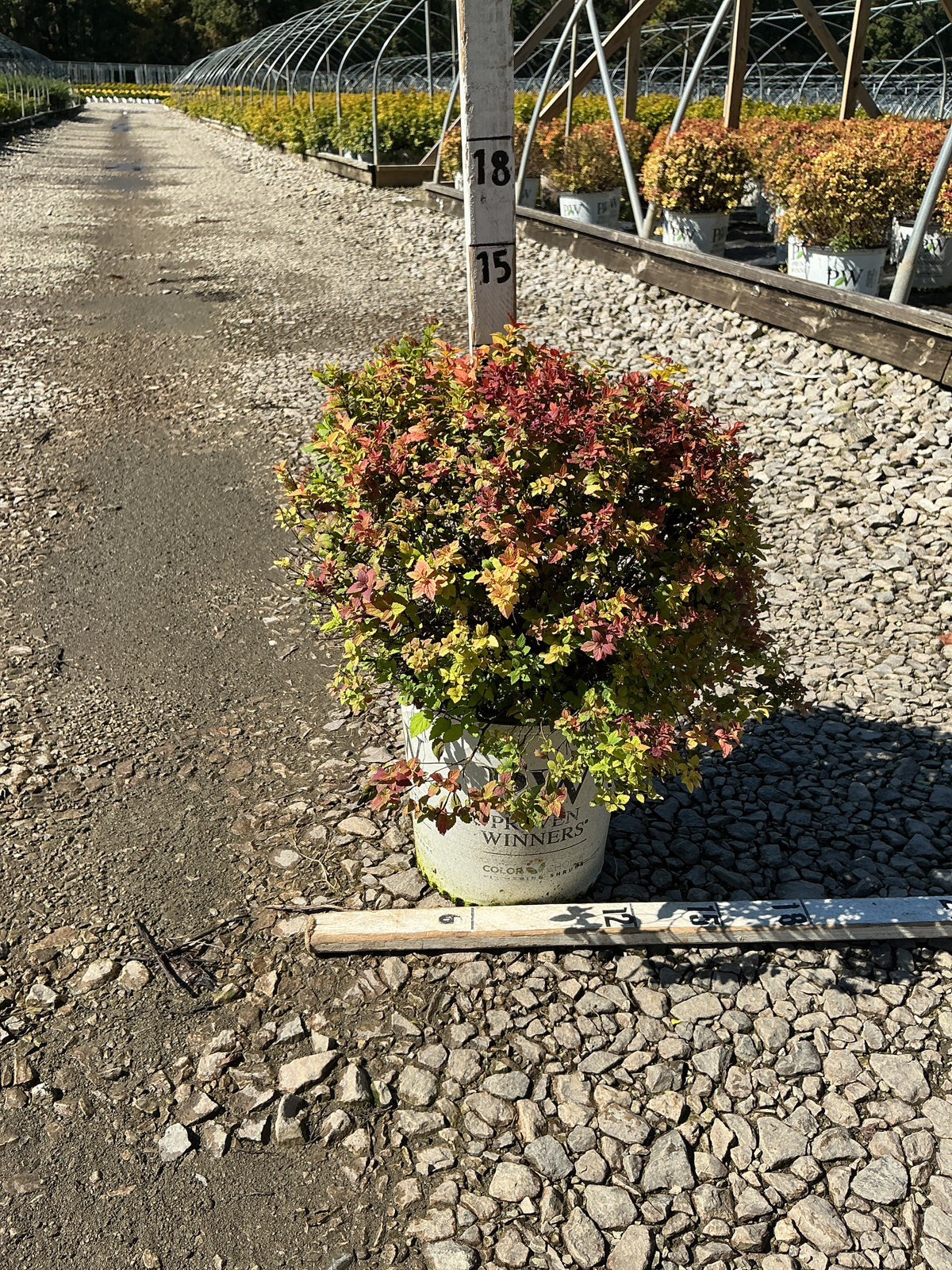 Spiraea JAP 'Dbl Play Dolly'