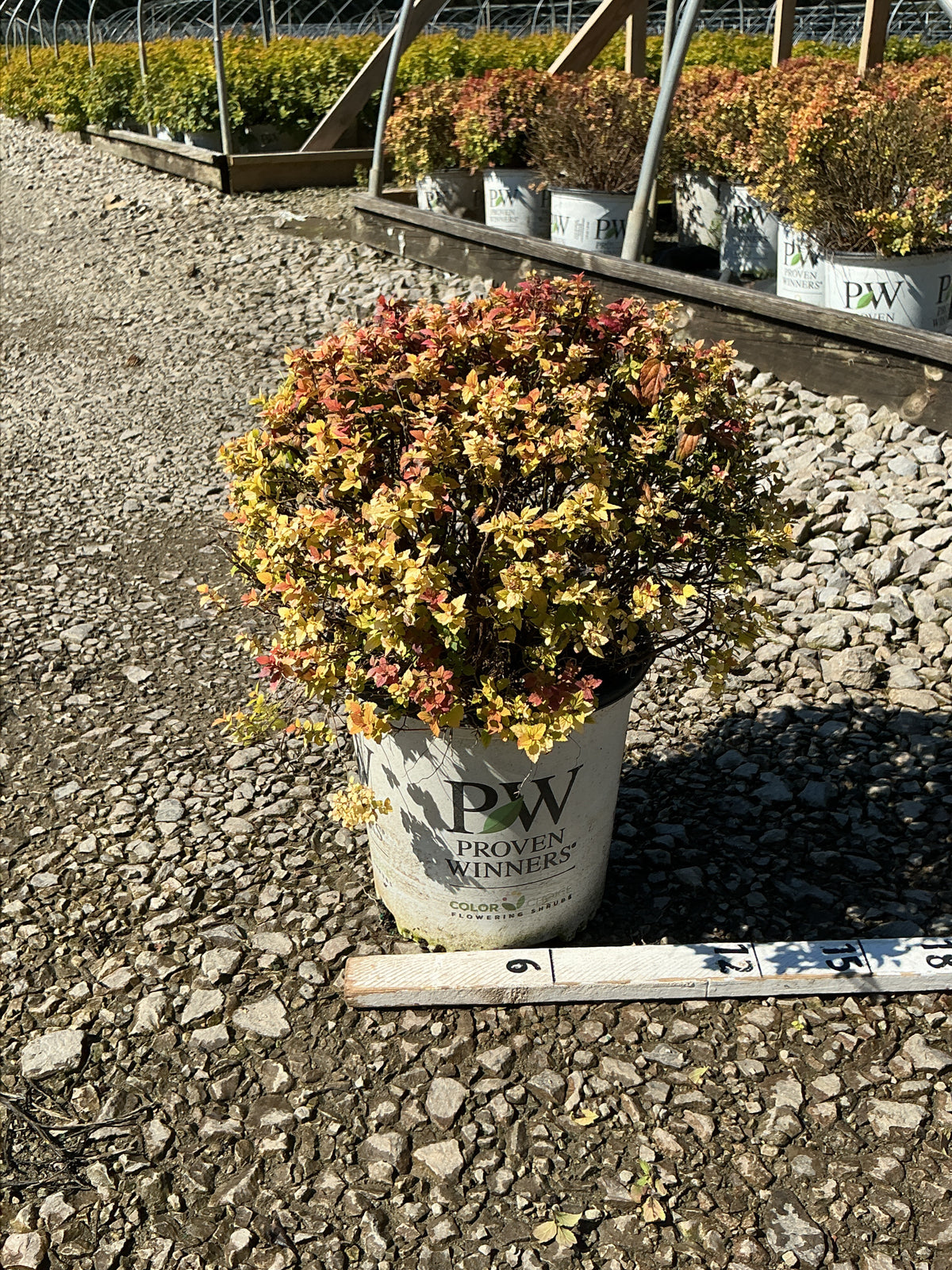 Spiraea JAP 'Dbl Play Dolly'