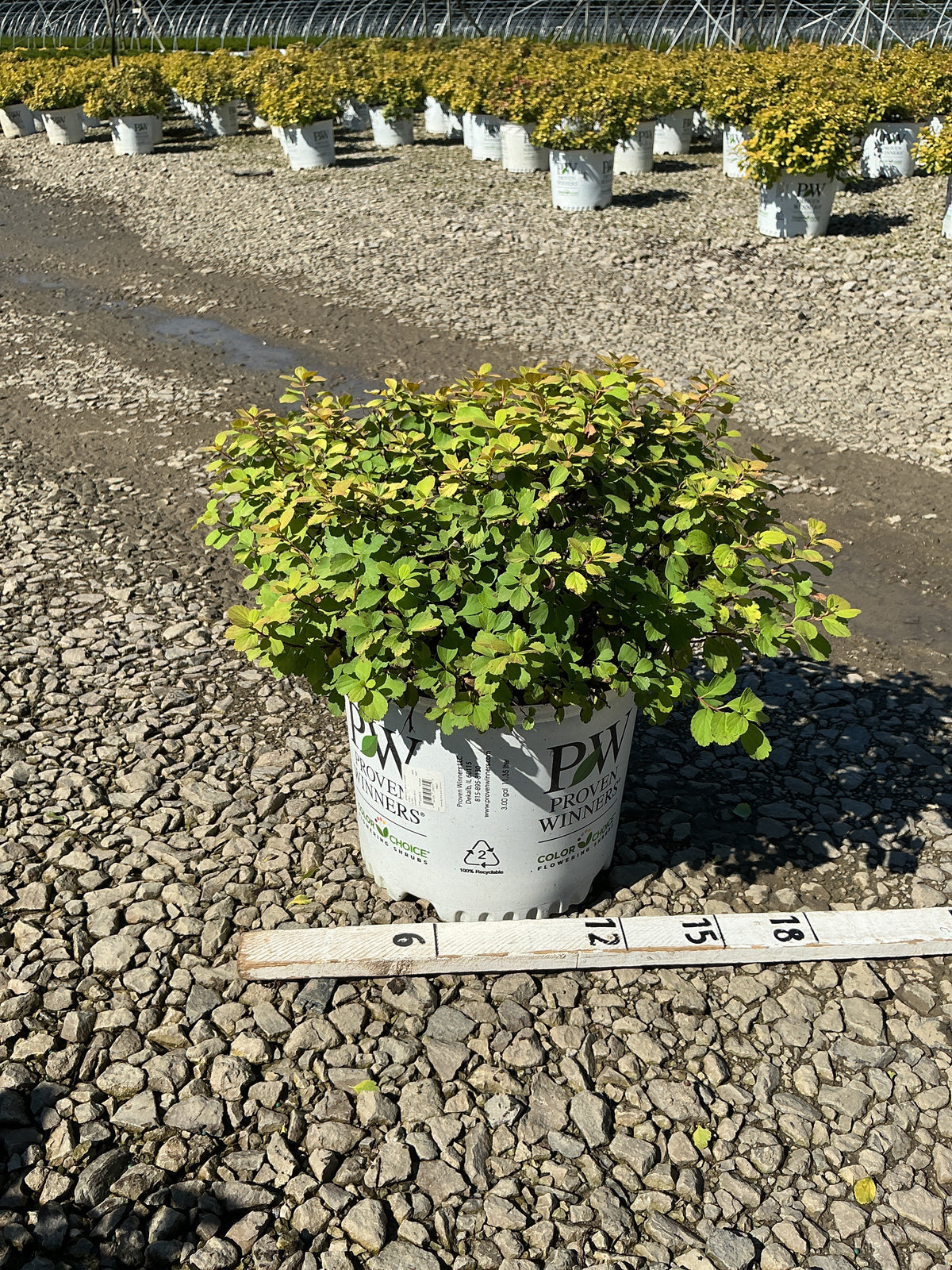 Spiraea BET 'Glow Girl'