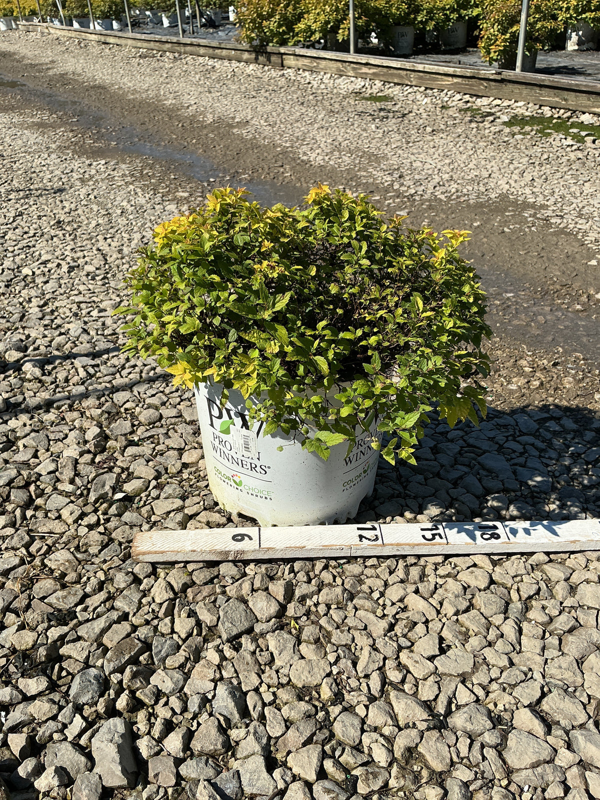 Spiraea japonica 'Yan'