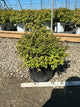 Spiraea japonica 'Goldmound'